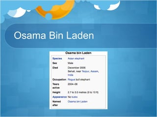 Osama Bin Laden
 