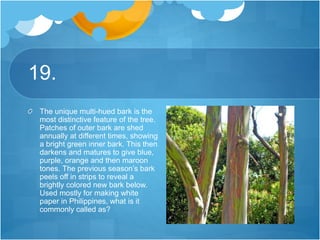 19.
The unique multi-hued bark is the
most distinctive feature of the tree.
Patches of outer bark are shed
annually at different times, showing
a bright green inner bark. This then
darkens and matures to give blue,
purple, orange and then maroon
tones. The previous season’s bark
peels off in strips to reveal a
brightly colored new bark below.
Used mostly for making white
paper in Philippines, what is it
commonly called as?
 