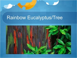 Rainbow Eucalyptus/Tree
 