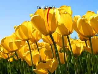 tulipanes
 
