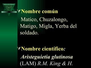 Nombre común Matico, Chuzalongo, Matigo, Migla, Yerba del soldado. Nombre científico :  Aristeguietia glutinosa   (LAM)   R.M. King & H. Robinson 