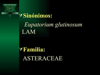 Sinónimos : Eupatorium glutinosum  LAM Familia : ASTERACEAE 