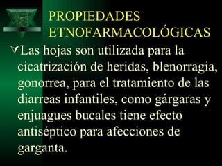 PROPIEDADES ETNOFARMACOLÓGICAS Las hojas son utilizada para la cicatrización de heridas, blenorragia, gonorrea, para el tratamiento de las diarreas infantiles, como gárgaras y enjuagues bucales tiene efecto antiséptico para afecciones de garganta . 