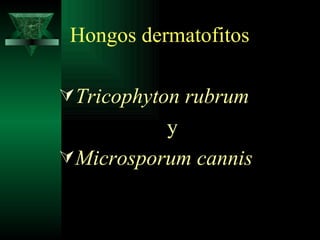 Hongos dermatofitos Tricophyton rubrum   y  Microsporum cannis 