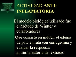 ACTIVIDAD  ANTI-INFLAMATORIA El modelo biológico utilizado fue  el Método de Wintter y colaboradores  Que consiste en inducir el edema de pata en rata con carragenina y evaluar la respuesta antiinflamatoria del extracto. 
