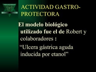 ACTIVIDAD GASTRO-PROTECTORA El modelo biológico utilizado fue el de  Robert y colaboradores  : “ Ulcera gástrica aguda inducida por etanol”  