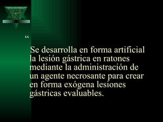 “ Se desarrolla en forma artificial la lesión gástrica en ratones mediante la administración de un agente necrosante para crear en forma exógena lesiones gástricas evaluables.  