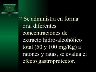 Se administra en forma oral  diferentes concentraciones de extracto hidro-alcohólico total (50 y  100 mg/Kg)  a ratones y ratas, se evalua el efecto gastroprotector.  
