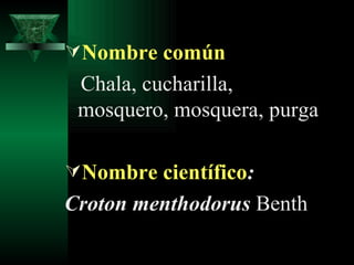 Nombre común Chala,  cucharilla,  mosquero, mosquera, p urga  Nombre científico :  Croton menthodorus  Benth 