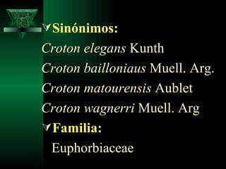 Sinónimos : Croton elegans  Kunth Croton bailloniaus  Muell. Arg. Croton matourensis  Aublet Croton wagnerri  Muell.  Arg Familia : Euphorbiaceae 