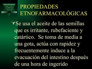 PROPIEDADES ETNOFARMACOLÓGICAS Se usa el aceite de las semillas que es irritante, rubefaciente y catártico.  Se toma de media a una gota, actúa con rapidez y frecuentemente induce a la evacuación del intestino después de una hora de ingerido 