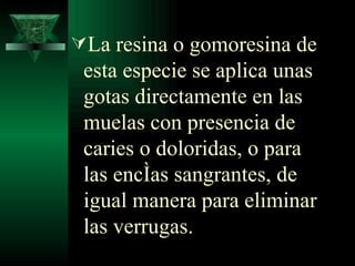 La resina o gomoresina de esta especie se aplica unas gotas directamente en las muelas con presencia de caries o doloridas, o para las encías sangrantes, de igual manera para eliminar las verrugas.  