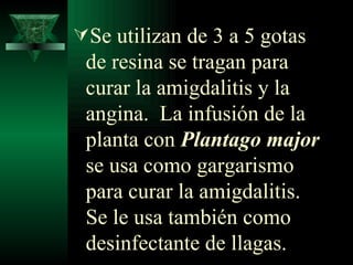 Se utilizan de 3 a 5 gotas de resina se tragan para curar la amigdalitis y la angina.  La infusión de la planta con  Plantago major  se usa como gargarismo para curar la amigdalitis.  Se le usa también como desinfectante de llagas. 