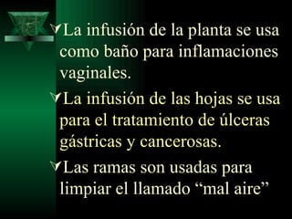 La infusión de la planta se usa como baño para inflamaciones vaginales.  La infusión de las hojas se usa para el tratamiento de úlceras gástricas y cancerosas.  Las ramas son usadas para limpiar el llamado “mal aire” 