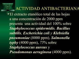 ACTIVIDAD ANTIBACTERIANA El extracto etanólico total de las hojas a una concentración de 2000 ppm   presenta  una actividad del   100%   sobre  Staphylococcus epidermidis ,  Bacillus subtilis ,  Escherichia coli  y  Klebsiella pneumoniae   (8000 ppm) ,  Salmonella typhy   (4000 ppm),  75 % sobre  Staphylococcus aureus   y   Pseudomonas aeruginosa   (4000 ppm) . 