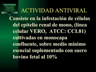 ACTIVIDAD ANTIVIRAL Consiste en la infestación de células del epitelio renal de mono, (línea  celular VERO,  ATCC: CCL81) cultivadas en monocapa confluente, sobre medio mínimo esencial suplementado con suero bovino fetal al 10% 