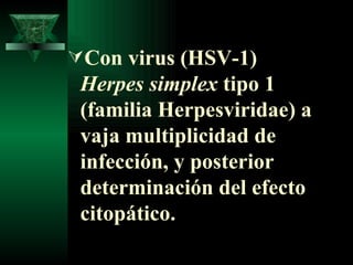 Con virus (HSV-1)  Herpes simplex  tipo 1 (familia Herpesviridae) a vaja multiplicidad de infección, y posterior determinación del efecto citopático. 