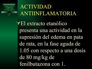 ACTIVIDAD ANTIINFLAMATORIA El extracto etanólico presenta una actividad en la supresión del edema en pata de rata, en la fase aguda de 1.05 con respecto a una dosis de 80 mg/kg de fenilbutazona con 1. 