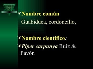 Nombre común Guabiduca, cordoncillo, Nombre científico :  Piper carpunya  Ruiz & Pavón  
