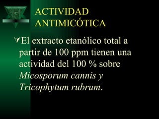 ACTIVIDAD ANTIMICÓTICA El extracto etanólico total a partir de 100 ppm tienen una actividad del 100 % sobre  Micosporum cannis y Tricophytum rubrum . 