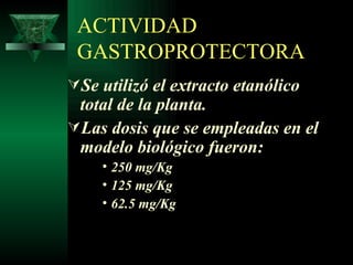 ACTIVIDAD GASTROPROTECTORA Se utilizó el extracto etanólico total de la planta. Las dosis que se empleadas en el modelo biológico fueron: 250 mg/Kg 125 mg/Kg 62.5 mg/Kg 