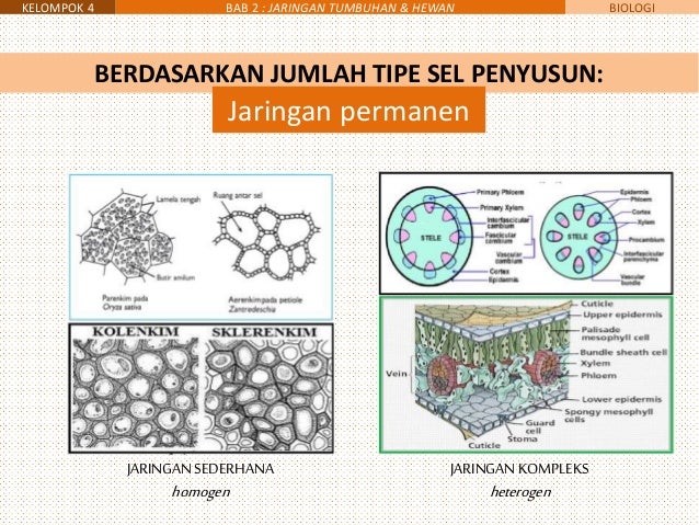 11 MIPA 4 - Bab 2 - jaringan tumbuhan dan jaringan hewan