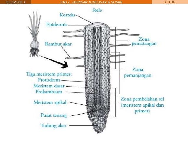 11 MIPA 4 - Bab 2 - jaringan tumbuhan dan jaringan hewan