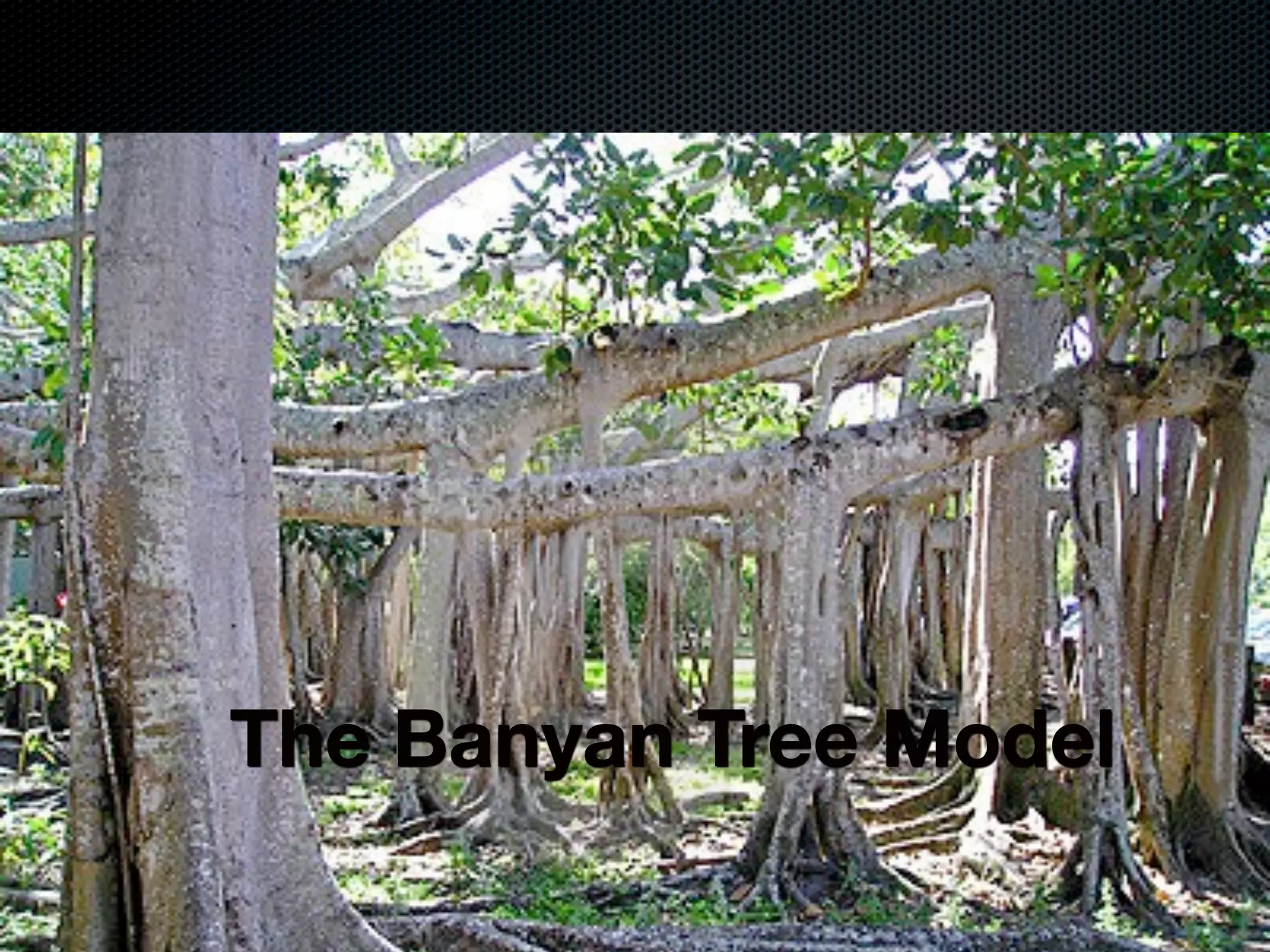 The Banyan Tree Model
 
