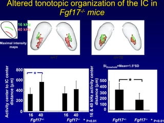 Altered tonotopic organization of the IC in  Fgf17 -/-  mice Fgf17 +/- Fgf17 -/- 16 kHz 40 kHz SI threshold =Mean+1.5*SD n...