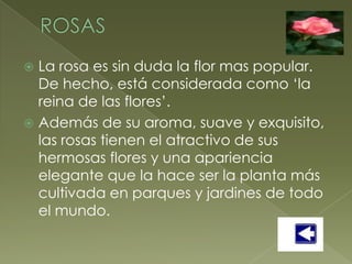  La rosa es sin duda la flor mas popular.
  De hecho, está considerada como ‘la
  reina de las flores’.
 Además de su aroma, suave y exquisito,
  las rosas tienen el atractivo de sus
  hermosas flores y una apariencia
  elegante que la hace ser la planta más
  cultivada en parques y jardines de todo
  el mundo.
 