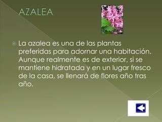    La azalea es una de las plantas
    preferidas para adornar una habitación.
    Aunque realmente es de exterior, si se
    mantiene hidratada y en un lugar fresco
    de la casa, se llenará de flores año tras
    año.
 