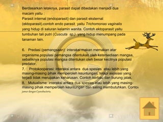 Berdasarkan letaknya, parasit dapat dibedakan menjadi dua
macam yaitu :
Parasit internal (endoparasit) dan parasit eksternal
(ektoparasit).contoh endo parasit yaitu Trichomonas vaginalis
yang hidup di saluran kelamin wanita. Contoh ektoparasit yaitu
tumbuhan tali putri (Cuscuta sp.) yang hidup menumpang pada
tanaman lain.
6. Predasi (pemangsaan): interaksi makan memakan atar
organisme.populasi pemangsa ditentukan oleh ketersediaan mangsa,
sebaliknya populasi mangsa ditentukan oleh besar kecilnya populasi
predator.
7. Protokooperasi: interaksi antara dua spesies atau lebih yang
masing-masing pihak memperoleh keuntungan, tetapi asosiasi yang
terjadi tidak merupakan keharusan. Contoh kerbau dan burung jalak.
8. Mutualisme: interaksi antara dua spesies atau lebih yang masing-
masing pihak memperoleh keuntungan dan saling membutuhkan. Contoh
jamur dengan Cyanobacteria.
 