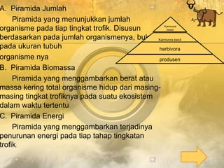 A. Piramida Jumlah
Piramida yang menunjukkan jumlah
organisme pada tiap tingkat trofik. Disusun
berdasarkan pada jumlah organismenya, bukan
pada ukuran tubuh
organisme nya
B. Piramida Biomassa
Piramida yang menggambarkan berat atau
massa kering total organisme hidup dari masing-
masing tingkat trofiknya pada suatu ekosistem
dalam waktu tertentu
C. Piramida Energi
Piramida yang menggambarkan terjadinya
penurunan energi pada tiap tahap tingkatan
trofik.
Karnivora
besar
Karnivora kecil
herbivora
produsen
 