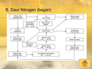 B. Daur Nitrogen (bagan)
 