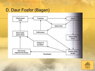 D. Daur Fosfor (Bagan)
 