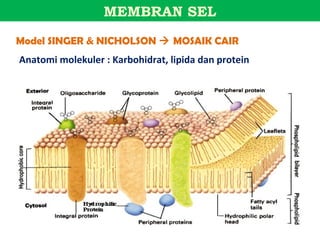 MEMBRAN SEL
Model SINGER & NICHOLSON  MOSAIK CAIR
Anatomi molekuler : Karbohidrat, lipida dan protein
 