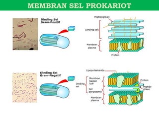 MEMBRAN SEL PROKARIOT
 