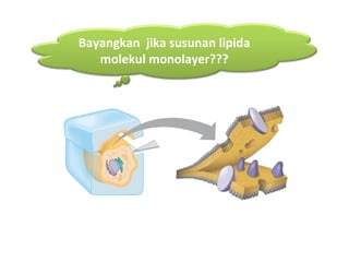 Bayangkan jika susunan lipida
   molekul monolayer???
 