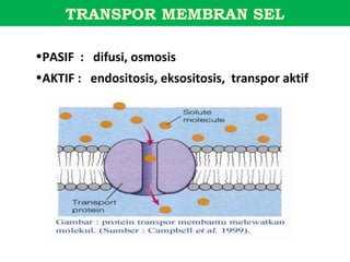 TRANSPOR MEMBRAN SEL

•PASIF : difusi, osmosis
•AKTIF : endositosis, eksositosis, transpor aktif
 