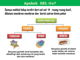Apakah SEL itu?
Semua mahluk hidup terdiri dari sel-sel  ruang-ruang kecil ,
dibatasi membran membran dan berisi cairan kimia pekat




                                               Senyawa genetik di dalam
   Senyawa genetik amat kompleks dan            suatu badan sel, karena
 dikelilingi oleh selubung inti yang terdiri    tidak memiliki membran
              dari dua membran
 