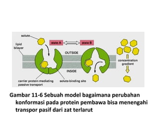 Gambar 11-6 Sebuah model bagaimana perubahan
  konformasi pada protein pembawa bisa menengahi
  transpor pasif dari zat terlarut
 