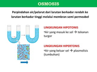 OSMOSIS
 Perpindahan air/pelarut dari larutan berkadar rendah ke
larutan berkadar tinggi melalui membran semi permeabel


                       LINGKUNGAN HIPOTONIS
                       •Air yang masuk ke sel  tekanan
                       turgor


                       LINGKUNGAN HIPERTONIS
                       •Air yang keluar sel  plasmolisis
                       (tumbuhan)
 