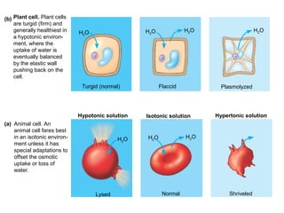 (b) Plant cell. Plant cells
    are turgid (firm) and
    generally healthiest in   H2O                  H2O             H2O                    H2O
    a hypotonic environ-
    ment, where the
    uptake of water is
    eventually balanced
    by the elastic wall
    pushing back on the
    cell.
                               Turgid (normal)           Flaccid           Plasmolyzed




                              Hypotonic solution   Isotonic solution     Hypertonic solution
(a) Animal cell. An
    animal cell fares best
    in an isotonic environ-                  H2O   H2O             H2O
    ment unless it has
    special adaptations to
    offset the osmotic
    uptake or loss of
    water.



                                    Lysed                 Normal              Shriveled
 