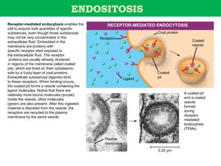 ENDOSITOSIS
Receptor-mediated endocytosis enables the           RECEPTOR-MEDIATED ENDOCYTOSIS
cell to acquire bulk quantities of specific
substances, even though those substances                                Coat protein
may not be very concentrated in the             Receptor
extracellular fluid. Embedded in the                                                       Coated
membrane are proteins with                                                                 vesicle
specific receptor sites exposed to
the extracellular fluid. The receptor
 proteins are usually already clustered
in regions of the membrane called coated
pits, which are lined on their cytoplasmic
side by a fuzzy layer of coat proteins.                                 Coated
Extracellular substances (ligands) bind                        Ligand   pit
to these receptors. When binding occurs,
the coated pit forms a vesicle containing the
ligand molecules. Notice that there are
relatively more bound molecules (purple)                                               A coated pit
                                                     Coat                              and a coated
inside the vesicle, other molecules
                                                     protein                           vesicle
(green) are also present. After this ingested
material is liberated from the vesicle, the                                            formed
receptors are recycled to the plasma                                                   during
membrane by the same vesicle.                                                          receptor-
                                                                                       mediated
                                                                                       endocytosis
                                                                                       (TEMs).

                                                  Plasma
                                                  membrane
                                                                        0.25 µm
 