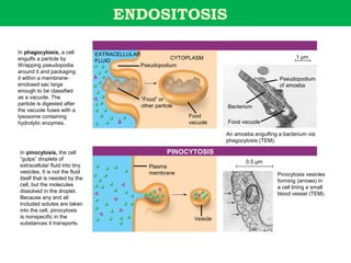 ENDOSITOSIS

In phagocytosis, a cell         EXTRACELLULAR
engulfs a particle by                                     CYTOPLASM                                      1 µm
                                FLUID
Wrapping pseudopodia                            Pseudopodium
around it and packaging
it within a membrane-                                                                             Pseudopodium
enclosed sac large                                                                                of amoeba
enough to be classified
as a vacuole. The                               “Food” or
particle is digested after                      other particle               Bacterium
the vacuole fuses with a
lysosome containing                                              Food
hydrolytic enzymes.                                              vacuole     Food vacuole

                                                                             An amoeba engulfing a bacterium via
                                                                             phagocytosis (TEM).

In pinocytosis, the cell                                   PINOCYTOSIS
“gulps” droplets of
                                                                                    0.5 µm
extracellular fluid into tiny                      Plasma
vesicles. It is not the fluid                      membrane                                      Pinocytosis vesicles
itself that is needed by the                                                                     forming (arrows) in
cell, but the molecules                                                                          a cell lining a small
dissolved in the droplet.                                                                        blood vessel (TEM).
Because any and all
included solutes are taken
into the cell, pinocytosis
is nonspecific in the                                              Vesicle
substances it transports.
 
