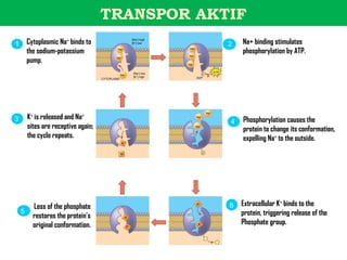 TRANSPOR AKTIF
1       Cytoplasmic Na+ binds to                            [Na+] high
                                                            [K+] low
                                                                                                      2   Na+ binding stimulates
        the sodium-potassium                 Na                           Na+
                                                                                                          phosphorylation by ATP.
                                                  +



                                                                         Na+
        pump.                               Na+

                                                                         Na+


                                                             [Na+] low                          ATP
                                                 Na+                               P
                                                             [K+] high          ADP
                                     CYTOPLASM




                                                                                          Na+

3       K+ is released and Na+                                                  Na+
                                                                                                          Phosphorylation causes the
                                                                                                      4
        sites are receptive again;                                              Na+
                                                                                                          protein to change its conformation,
        the cycle repeats.                                                                                expelling Na+ to the outside.
                                                  K+


                                                 K+                                   P




          Loss of the phosphate                                                 K+
                                                                                                      6   Extracellular K+ binds to the
    5                                                                                                     protein, triggering release of the
          restores the protein’s                       K+


          original conformation.                       K+
                                                                                 K+                       Phosphate group.
 