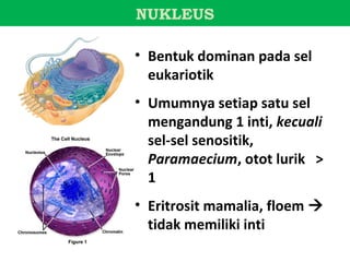 NUKLEUS

• Bentuk dominan pada sel
  eukariotik
• Umumnya setiap satu sel
  mengandung 1 inti, kecuali
  sel-sel senositik,
  Paramaecium, otot lurik >
  1
• Eritrosit mamalia, floem 
  tidak memiliki inti
 
