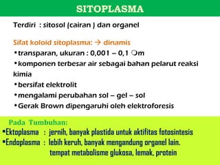 SITOPLASMA
   Terdiri : sitosol (cairan ) dan organel

   Sifat koloid sitoplasma:  dinamis
   •transparan, ukuran : 0,001 – 0,1 m
   •komponen terbesar air sebagai bahan pelarut reaksi
   kimia
   •bersifat elektrolit
   •mengalami perubahan sol – gel – sol
   •Gerak Brown dipengaruhi oleh elektroforesis

  Pada Tumbuhan:
•Ektoplasma : jernih, banyak plastida untuk aktifitas fotosintesis
•Endoplasma : lebih keruh, banyak mengandung organel lain.
               tempat metabolisme glukosa, lemak, protein
 