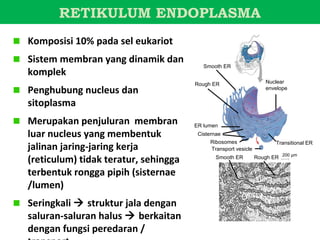 RETIKULUM ENDOPLASMA
Komposisi 10% pada sel eukariot
Sistem membran yang dinamik dan
                                         Smooth ER
komplek
                                      Rough ER                     Nuclear
Penghubung nucleus dan                                             envelope


sitoplasma
Merupakan penjuluran membran          ER lumen
luar nucleus yang membentuk            Cisternae
                                           Ribosomes
jalinan jaring-jaring kerja                Transport vesicle
                                                                      Transitional ER


(reticulum) tidak teratur, sehingga           Smooth ER        Rough ER 200 µm


terbentuk rongga pipih (sisternae
/lumen)
Seringkali  struktur jala dengan
saluran-saluran halus  berkaitan
dengan fungsi peredaran /
 