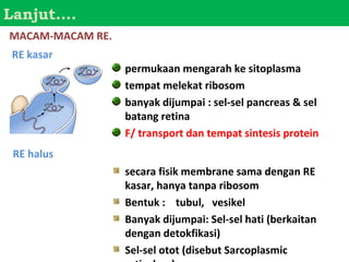 Lanjut….
MACAM-MACAM RE.
RE kasar
                  permukaan mengarah ke sitoplasma
                  tempat melekat ribosom
                  banyak dijumpai : sel-sel pancreas & sel
                  batang retina
                  F/ transport dan tempat sintesis protein
 RE halus
                  secara fisik membrane sama dengan RE
                  kasar, hanya tanpa ribosom
                  Bentuk : tubul, vesikel
                  Banyak dijumpai: Sel-sel hati (berkaitan
                  dengan detokfikasi)
                  Sel-sel otot (disebut Sarcoplasmic
 